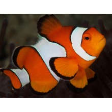 Amphiprion Ocellaris  